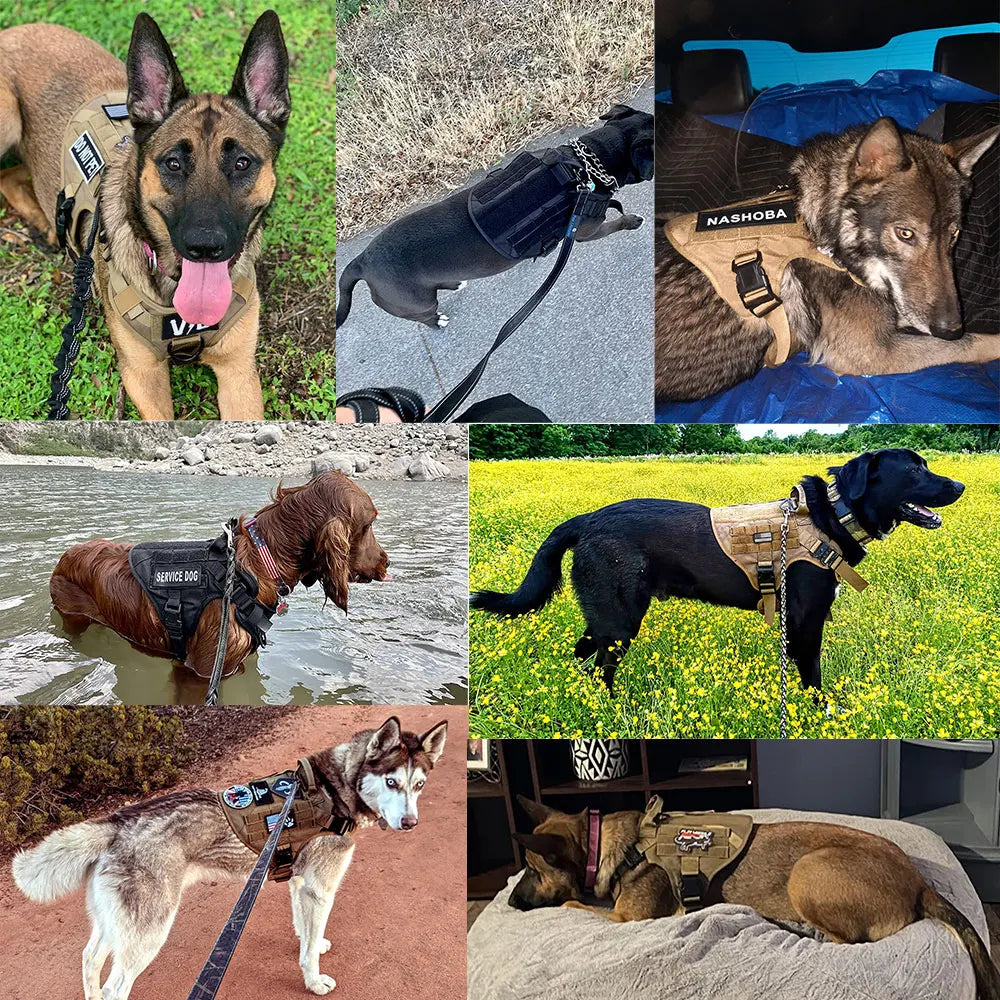 Dog Harness And Leash Set For Walking And Training